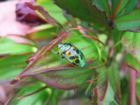 Glossy green beetle with two orange and four black markings, sitting on the green, purple-fringed seed pod of a plant.  The overall tone of the photo is green with purple highlights.