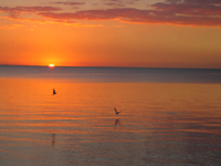 Sunset from Frankston Beach in May 2005 showing sun sinking below horizon, bright orange sky with some cloud, reflected in an almost smooth sea with two flying birds in silhouette and reflected in the water.