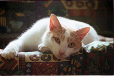 A white cat with fawn markings resting on the back of a chair and contemplating the camera.