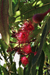 Large, bright red flowers of gum tree, surrounded by long green leaves with sun shining through them.