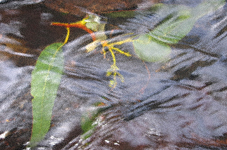Leaf in flowing water: long gum leaf on twig with gumtree flower buds, ripples on water flowing over it and some reflection of sky.