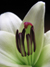 Close-up of white lily showing purple stamens and a red-tipped pistel.
