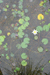 Lily pond: photographed from above, showing one white lily with yellow centre, numerous pale green leaves, stalks under the water and faintly the gravel bottom, with a spray of reeds in the lower sixth of the photo.