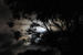 Full moon in clouds behind tree: large leafy tree in silhouette against cloods lit by full moon behind them.