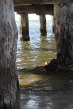 Rosebud Pier on Port Philip: looking along under the pier between two pilons with aother two pilons in the distance; sun playing on the water creating light and shade.