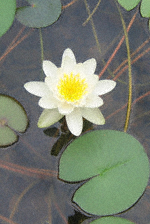 Waterlilly in Pond: close-up of white waterlily with yellow centre with one complete pale green leaf below and parts of other leaves to left and top, as well as stems visible through the water.