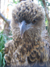 Close-up of the head and chest of a whistling kite.  The bird is looking almost straight at the camera.  Its fluffy head and chest feathers are fawn and black and its long, curved beak is grey.